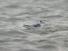 Grey Phalarope at Vange Marsh (RSPB) (Steve Arlow) (51225 bytes)